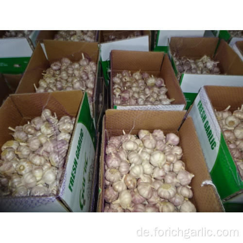 Frischer normaler weißer Knoblauch 2019